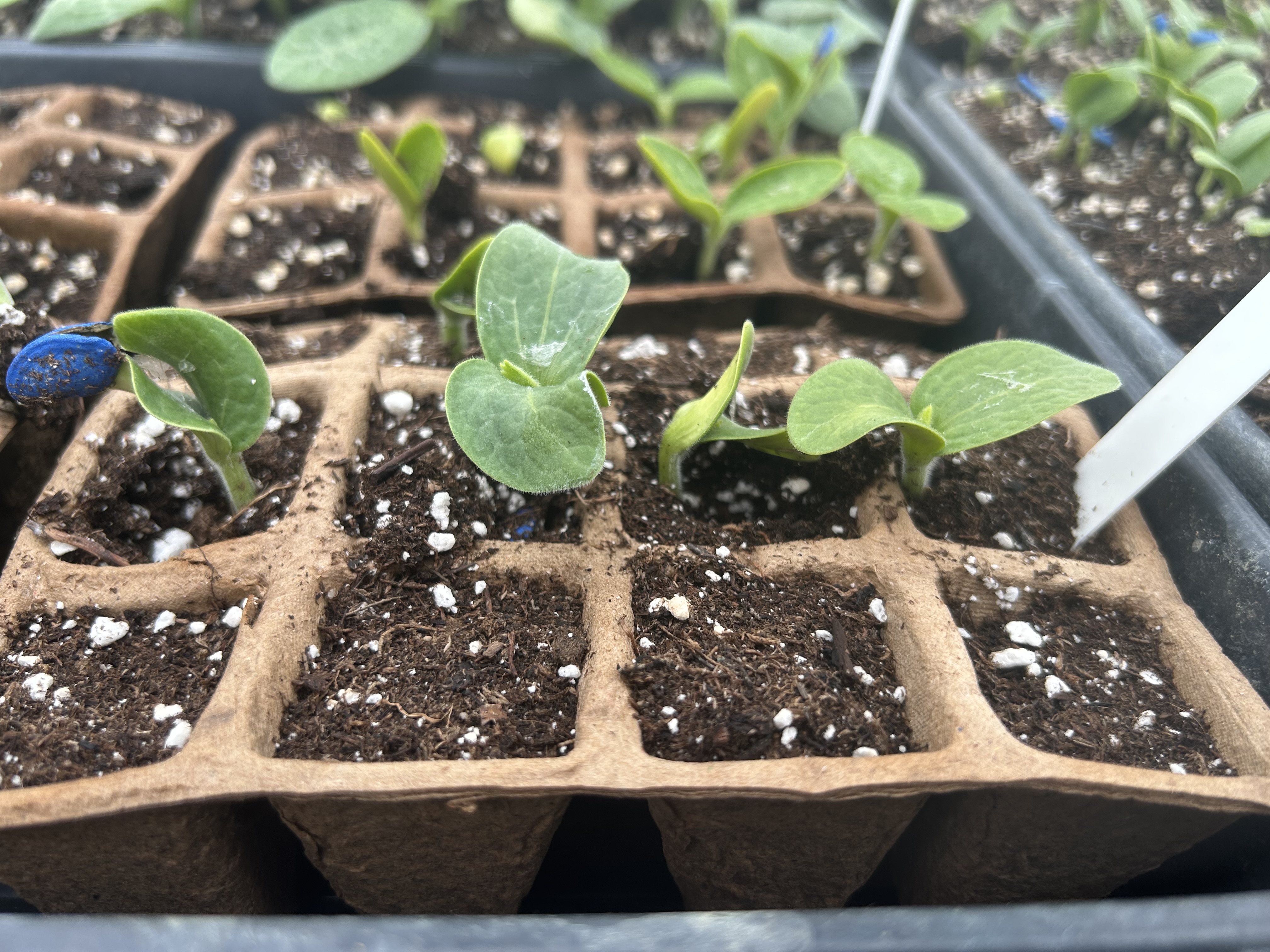 Green plants emerging from soil in biodegradable seedling trays.